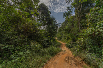 jungle in colombian green mountains, colombia, latin america.
