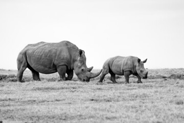 Obraz premium White Rhinoceros Ceratotherium simum Square-lipped Rhinoceros at Khama Rhino Sanctuary Kenya Africa.