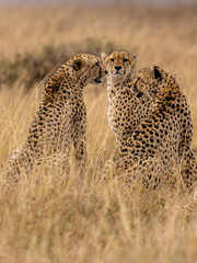 A horizontal photograph of a female Cheetah (acinonyx jubatus) and her cubs on an anthill on the lookout over the plains in the Masai Mara at sunrise
