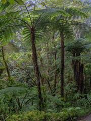 jungle in colombian green mountains, colombia, latin america.