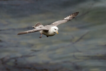 Light-morphed Northern Fulmar (Fulmarus glacialis) at St. George Island, Pribilof Islands, Alaska, USA