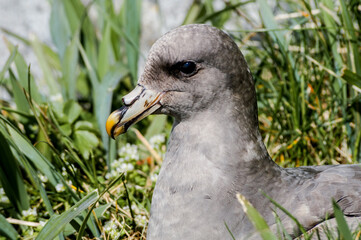 Dark-morphed Northern Fulmars (Fulmarus glacialis) at Chowiet Island, Semidi Islands, Alaska, USA
