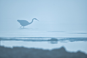 Silhouette of a great egret in the water