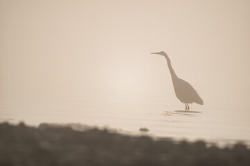Silhouette of a great egret in the water