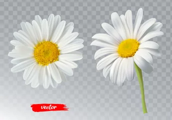 Foto op Plexiglas Two chamomile flowers on transparent background. Realistic illustration of daisy flowers. © Tatyana Sidyukova
