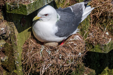 Red-legged Kittiwake (Rissa brevirostris) at colony in St. George Island, Pribilof Islands, Alaska, USA