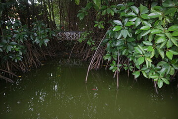 Mangrove plant on the edge of the swamp