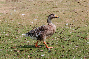 Domestic Goose (Anser anser x Anser cygnoides) in park, Keil, Schleswig-Holstein, Germany