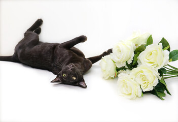 Young black cat of oriental breed lying  near bouquet of artificial roses flowers, white background