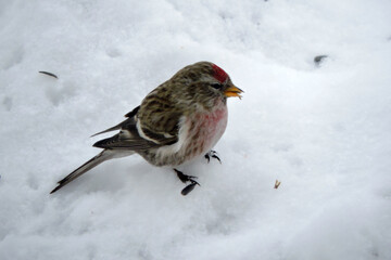 A male common redpoll with a bright red patch on its forehead and a red breast standing in snow and eating sunflower seeds