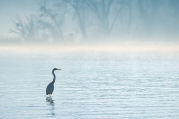 Fototapeta Silhouette of a great egret in the water obraz