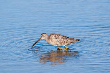Long-billed Dowitcher (Limnodromus scolopaceus) in Bolsa Chica Ecological Reserve, California, USA
