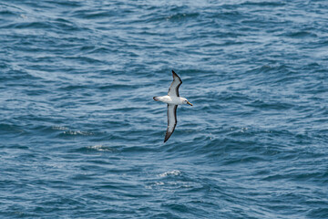 Atlantic Yellow-nosed Albatross (Thalassarche chlororhynchos) in South Atlantic Ocean, Southern Ocean, Antarctica