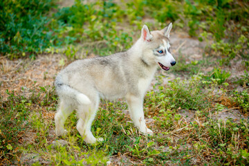 Husky dog walks in the park. Walk down the street with a big dog without a muzzle. Pedigree dog for the protection and protection. Eyes of different colors.