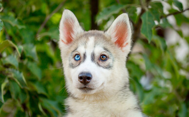 Husky dog walks in the park. Walk down the street with a big dog without a muzzle. Pedigree dog for the protection and protection. Eyes of different colors.