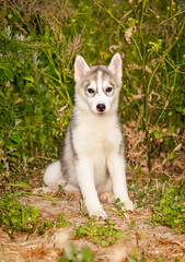 Husky dog walks in the park. Walk down the street with a big dog without a muzzle. Pedigree dog for the protection and protection. Eyes of different colors.