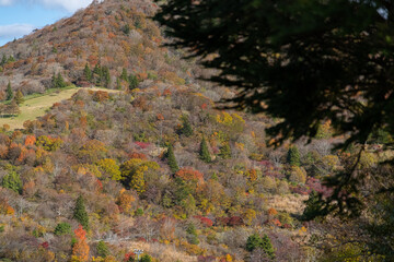 紅葉する茶臼山高原