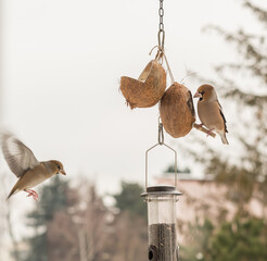 Hawkfinch songbird - winter bird feeding