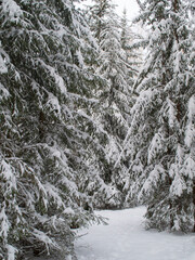 a spruce branch under white snow, forest