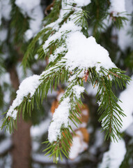 a branch of a fir tree under the snow