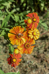 Common Sneezeweed (Helenium autumnale) in garden
