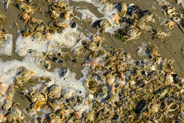 Laisse de mer après une tempête