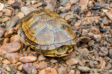European Pond Turtle (Emys orbicularis) in stream, Caucasus, Republic of Dagestan, Russia