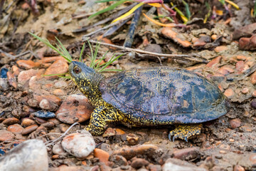 European Pond Turtle (Emys orbicularis) in stream, Caucasus, Republic of Dagestan, Russia