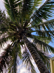 Obraz premium view from below of coconut tree. Natural concept. Background of coconut tree leavesView from below of coconut tree. Natural concept. Background of coconut tree leaves