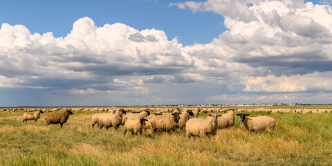 Moutons de prés-salés au Cap Hornu