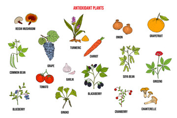 Set of different antioxidant plants