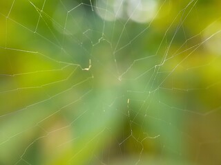 Spider web on green background