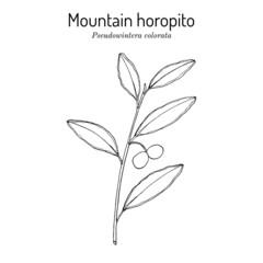 Obraz premium Mountain horopito or pepper tree Pseudowintera colorata , spice, ornamental and medicinal plant