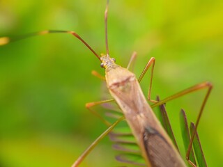 Close up of bug on green leaf with blur background