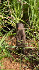 Baby dwarf mongoose in the wild