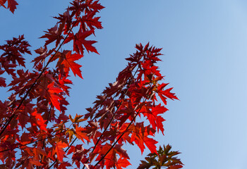 Red leaves of Acer freemanii Autumn Blaze on blue sky background. Close-up of fall colors maple...