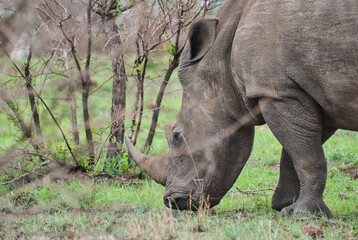 white rhinoceros or square lipped rhinoceros, Ceratotherium simum