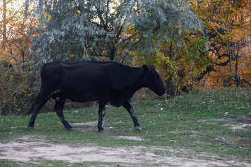 Black cow pasturing and walking with trees in background in meadow in forest in autumn. Farmer...