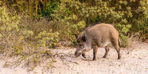 Sanglier au Cap Hornu
