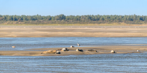 Les phoques sur les bancs de sable au Hourdel © Alonbou