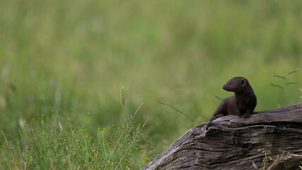 dwarf mongoose on a log with green grass background