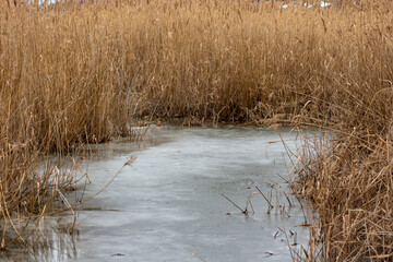 reeds on the bank of lake