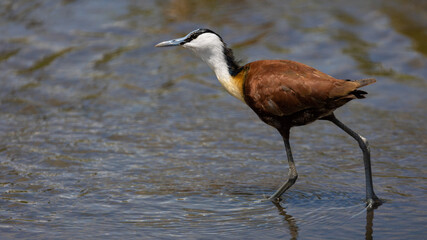 African Jacana in the water stream close up