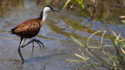 African Jacana in the water stream close up