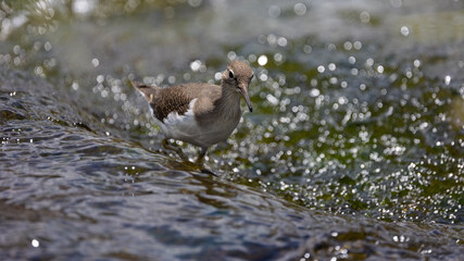 Common sandpiper in a water stream