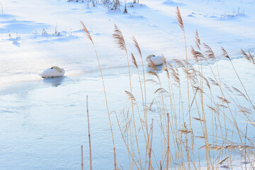 Obraz premium a beautiful unfrozen river bend with two swans and reeds in the foreground in winter