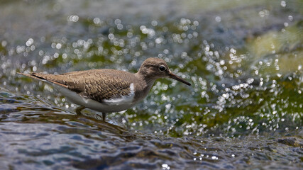 Common sandpiper in a water stream