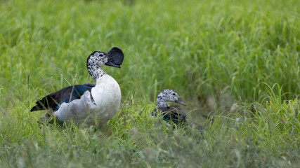 a pair of knob billed ducks
