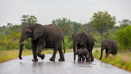 a breeding herd of african elephants crossing the road