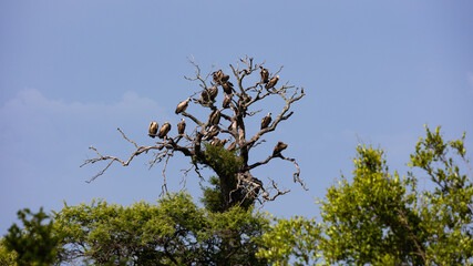a dead tree filled with vultures